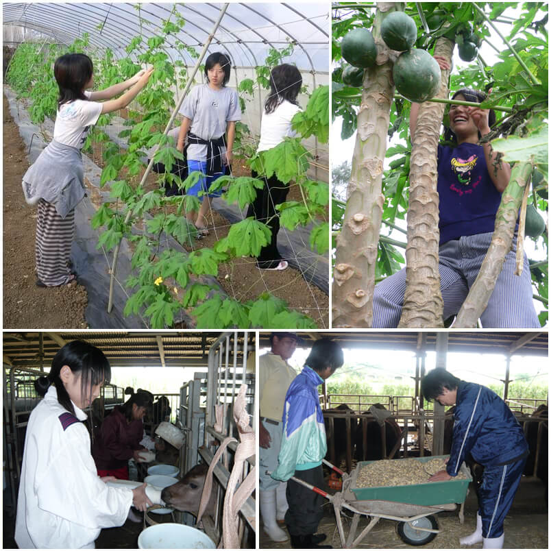 果樹の収穫・手入れ
